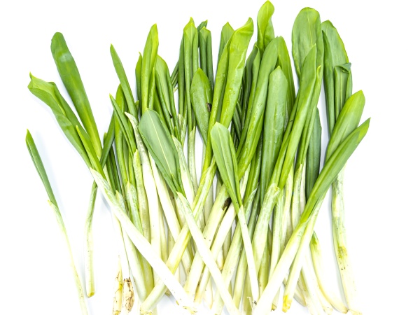 spring wild garlic leaves on a