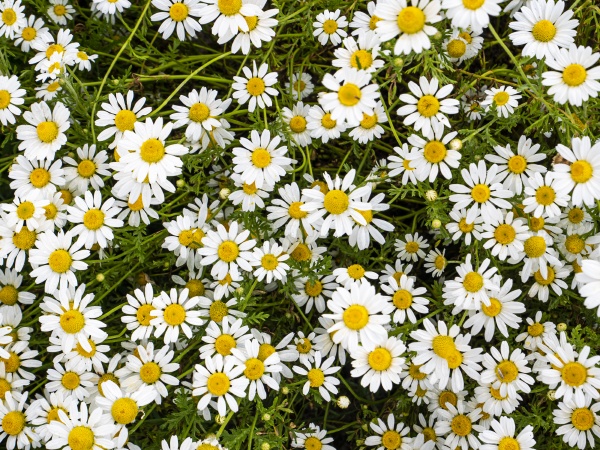 field of white wildflowers daisies on
