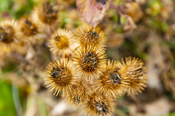field dried spiny plants in the