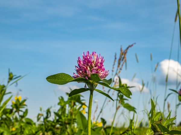pink clover flower on a background