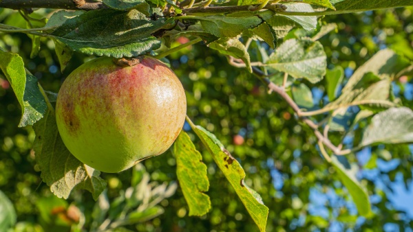 apple fruit on a tree branch