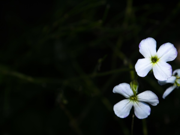 closeup of a white garden flower