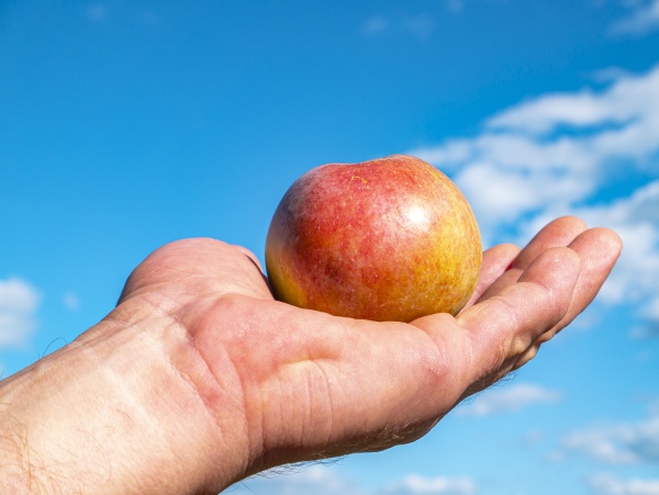 apples in hand on a background
