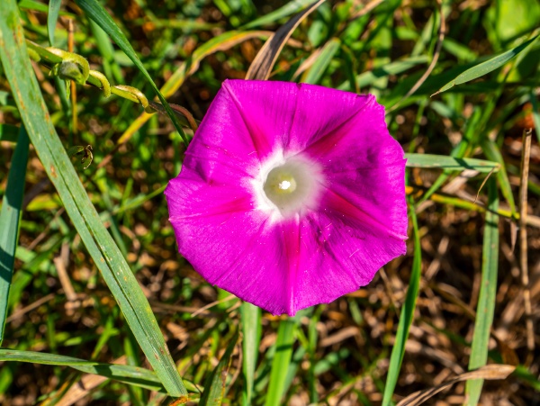 wild flower pink bell on a