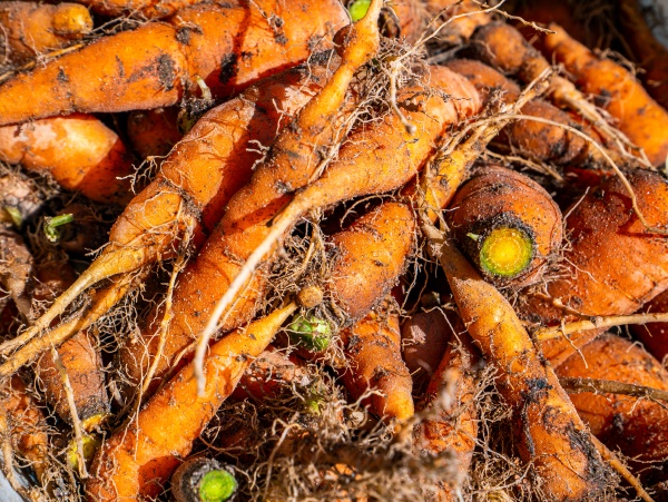 pile of harvested orange carrot vegetables