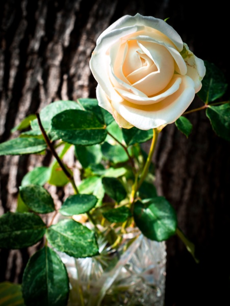 white rose flower in a vase
