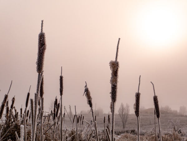 aquatic plant cattail in white frost