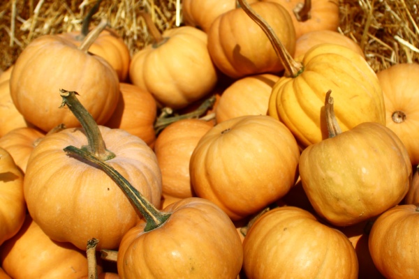 many muscat pumpkins in the straw