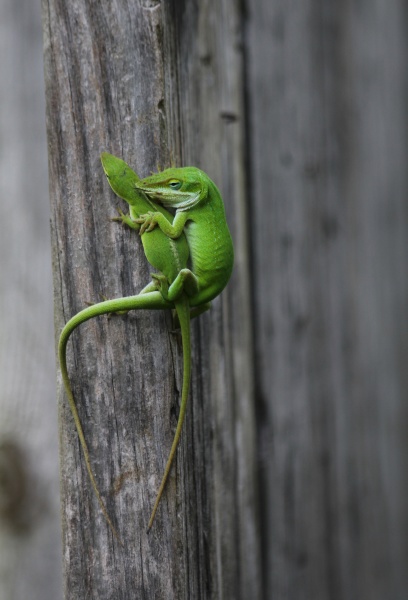 green anole lizards on fence in