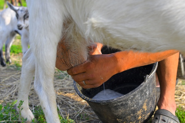pov of a dairy farmer hands