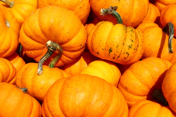 many mandarin pumpkins on a market