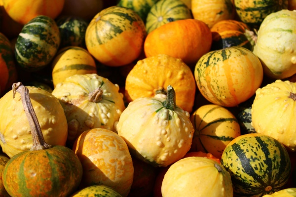 many different ornamental pumpkins