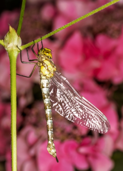 macro of a dragnonfly