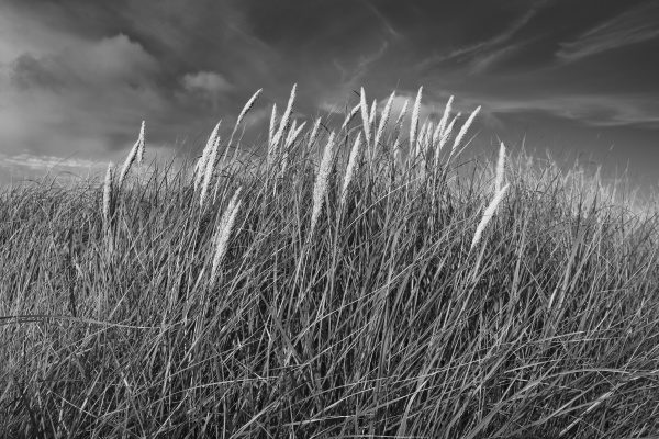 field of windswept sea grasses