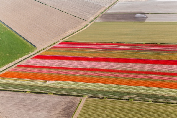 tulip fields north holland