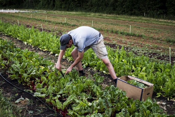 man harvesting leaf vegetables on a