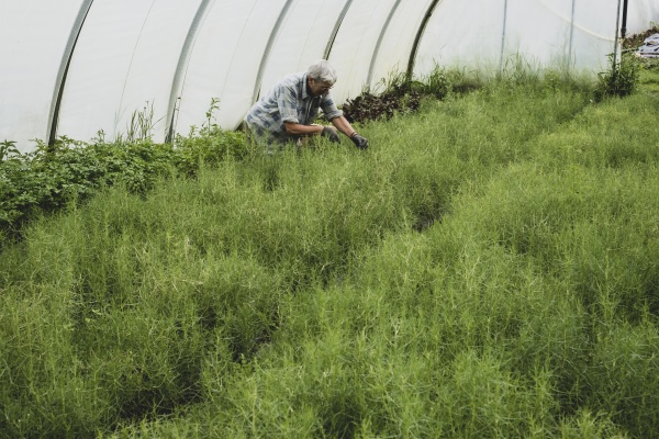 woman kneeling in a poly tunnel