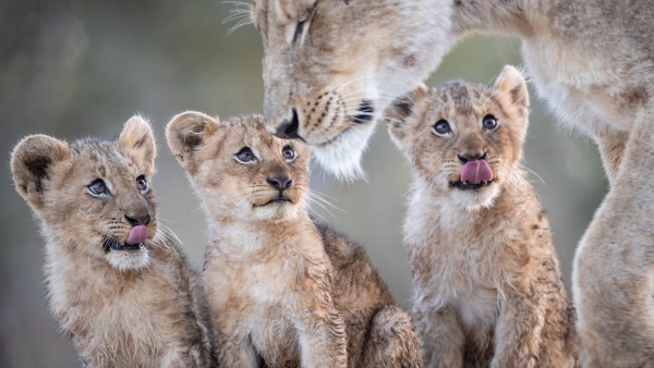 lion cubs panthera leo