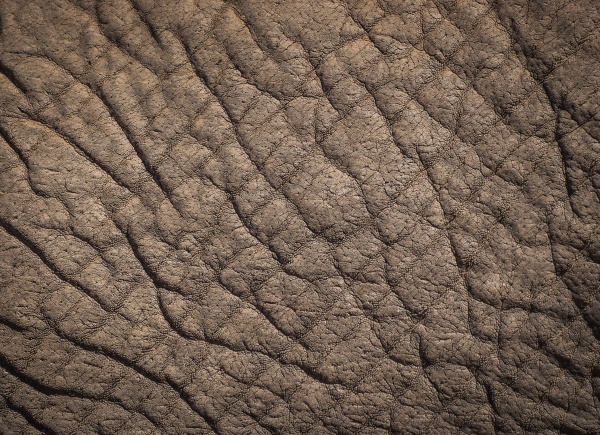 the textured skin of an elephant