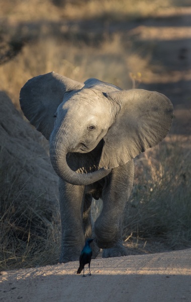 an elephant calf loxodonta africana