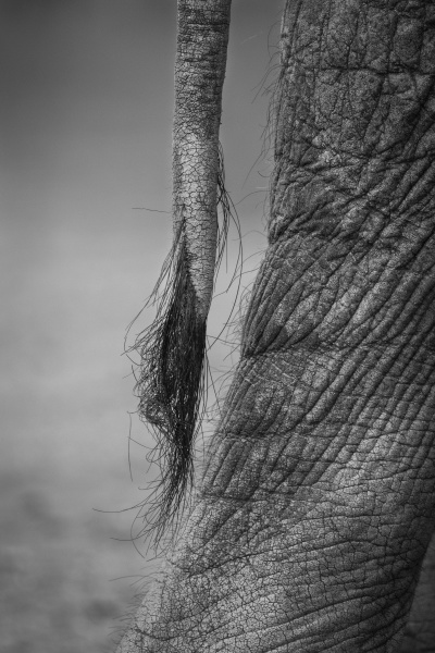 the tail of an elephant