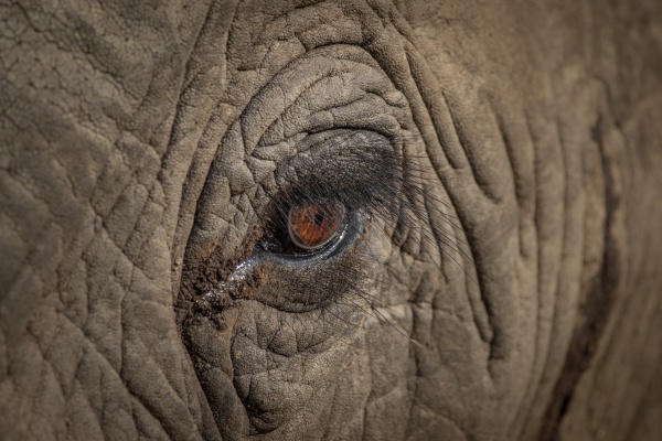 an elephant s eye loxodonta