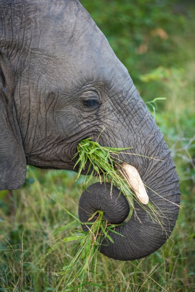 the side profile of an elephant