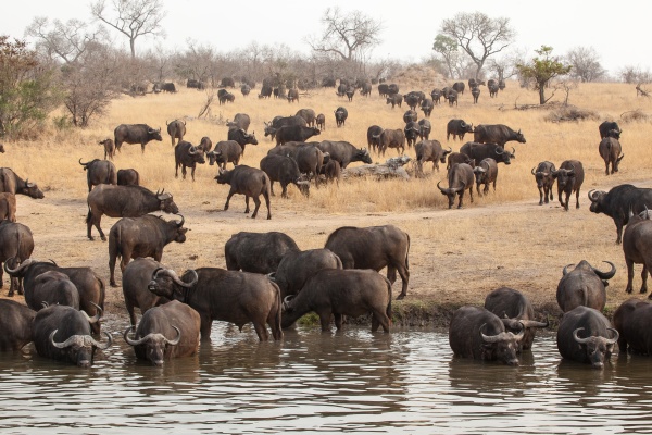herd of buffalo syncerus caffer