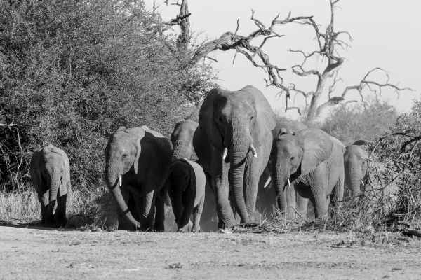 herd of elephant loxodonta africana
