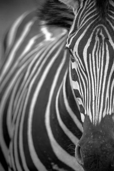 a zebra equus quagga