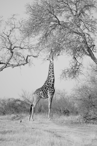 a giraffe giraffa camelopardalis giraffa