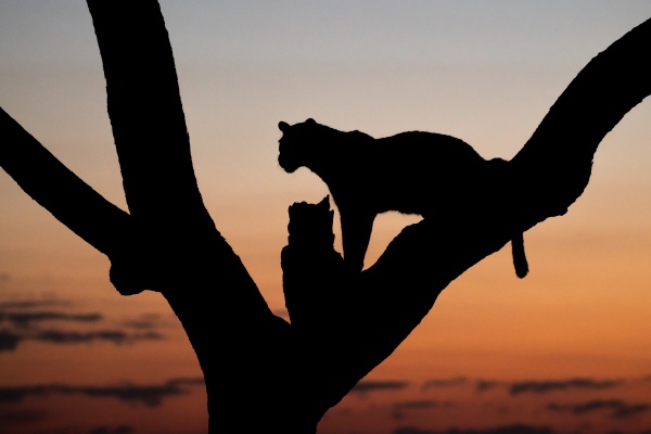a silhouette of a leopard