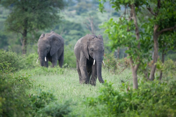 two elephant loxodonta africana