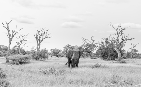 an elephant loxodonta africana in