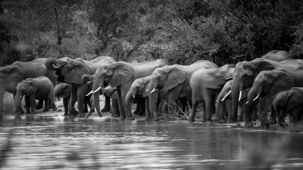 herd of elephant lined up to
