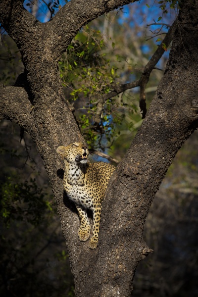 a leopard panthera leo
