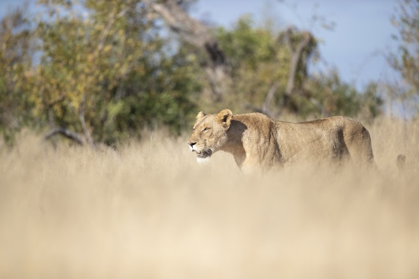 a lioness panthera leo