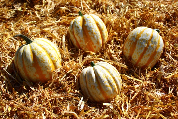 pumpkins on straw
