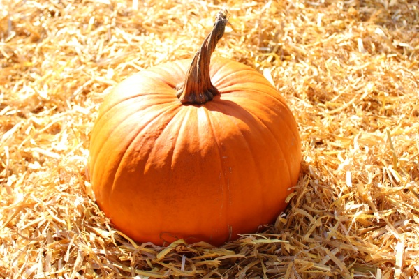 halloween pumpkin on straw