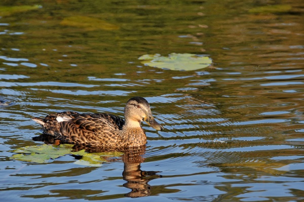 duck on the lake sidsjoen in
