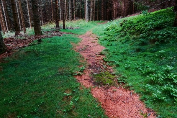 hiking path in a wonderful green