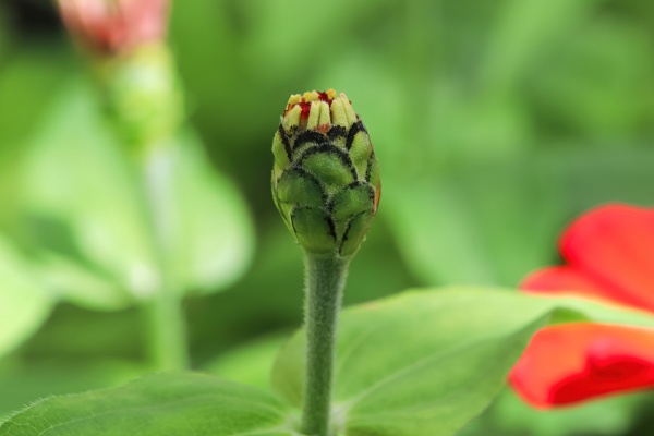 closeup of a closed zinnia flower