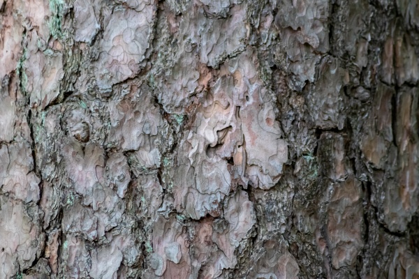 tree bark with fine natural structures