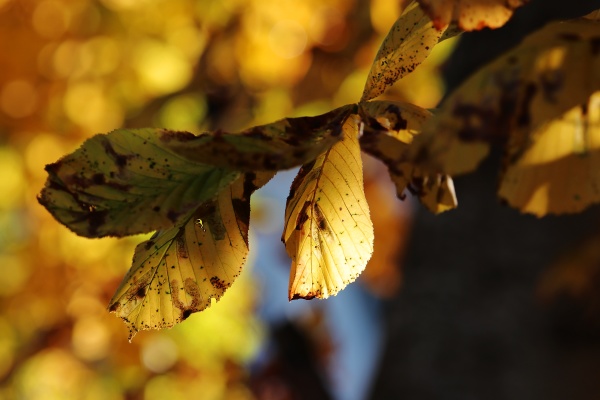 yellow colored leaves of chestnut tree