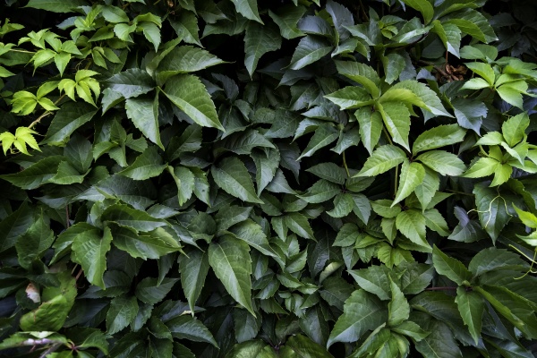 wall full of green ivy