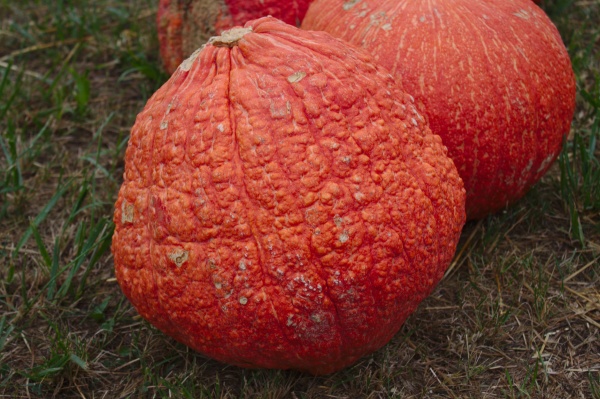 big pumpkin in the garden
