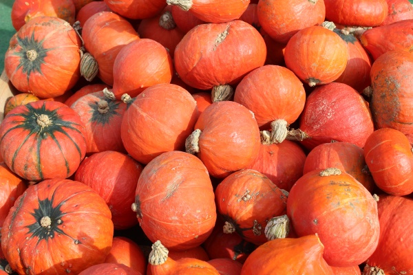 many orange pumpkins in the autumn
