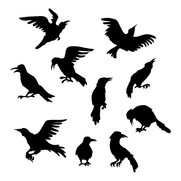 wild wing crow animal black raven