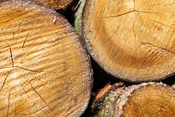 fresh sawed wood in a close