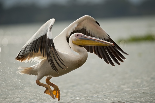 great white pelican flying on naivasha